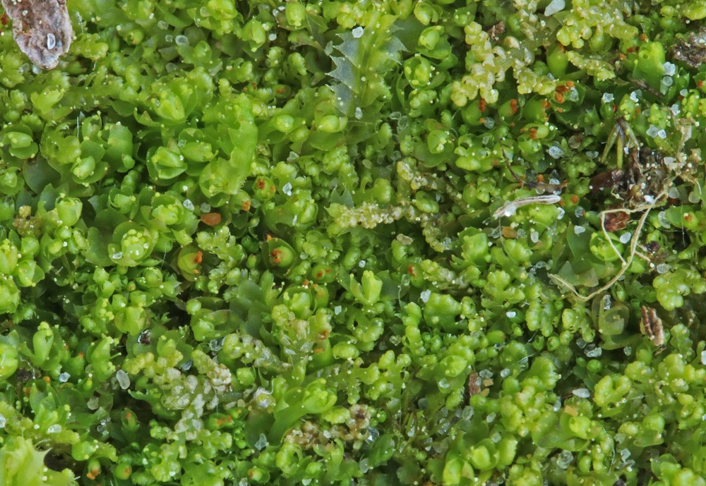 Skævbladet Tretand (Tritomaria exsectiformis)