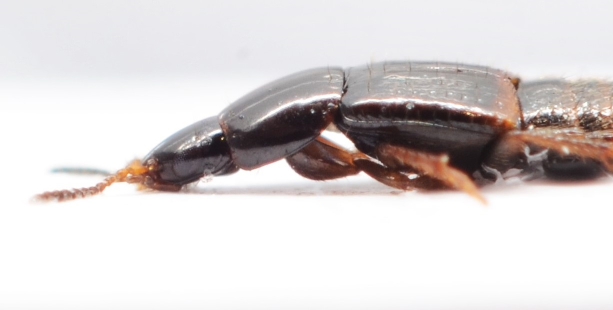 Mycetoporus baudueri (Mycetoporus baudueri)