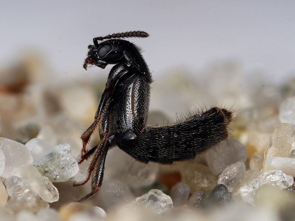 Aleochara