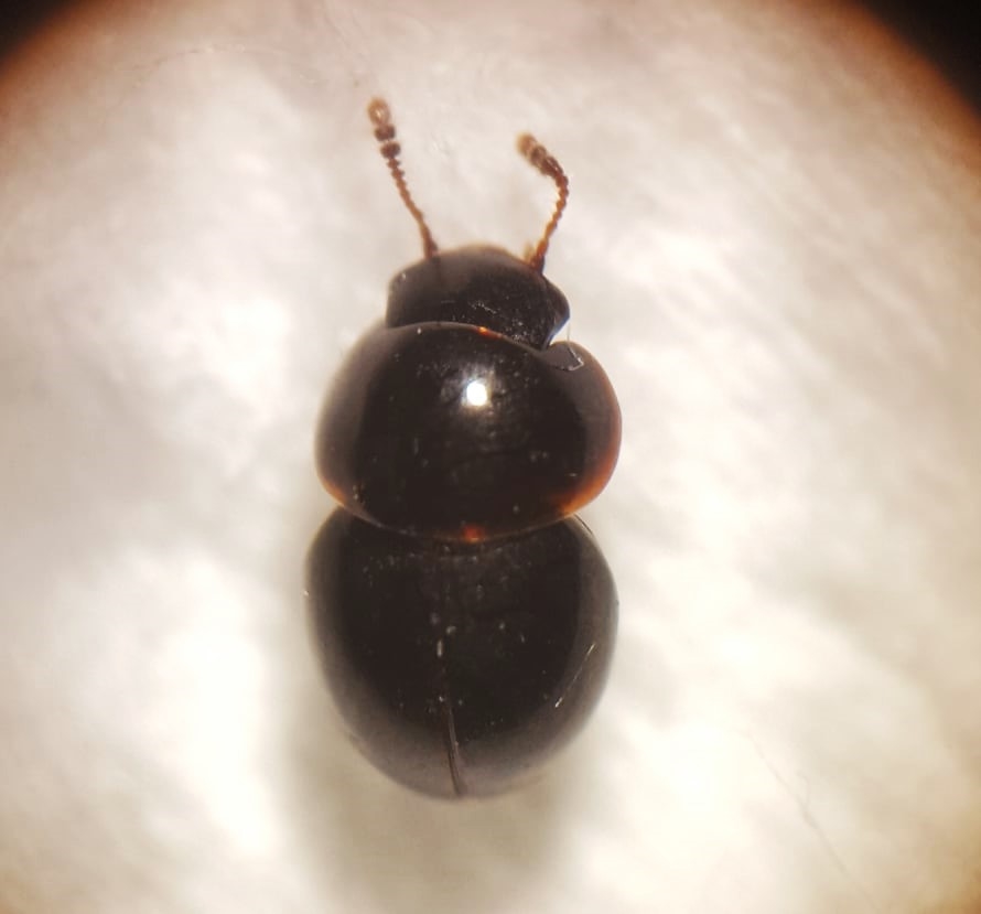 Agathidium laevigatum (Agathidium laevigatum)