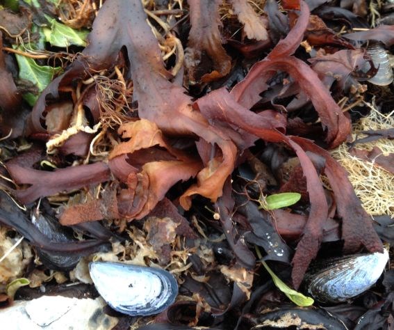Savtang (Fucus serratus)