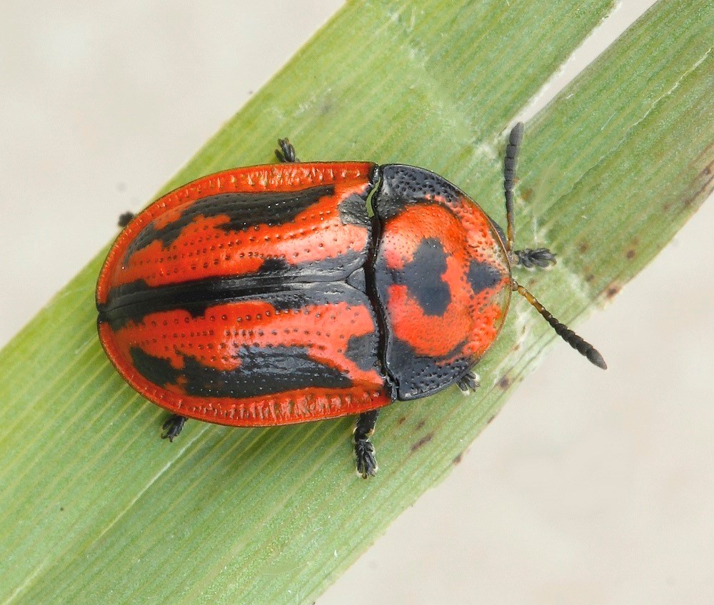 Lille Alantskjoldbille (Pilemostoma fastuosum)