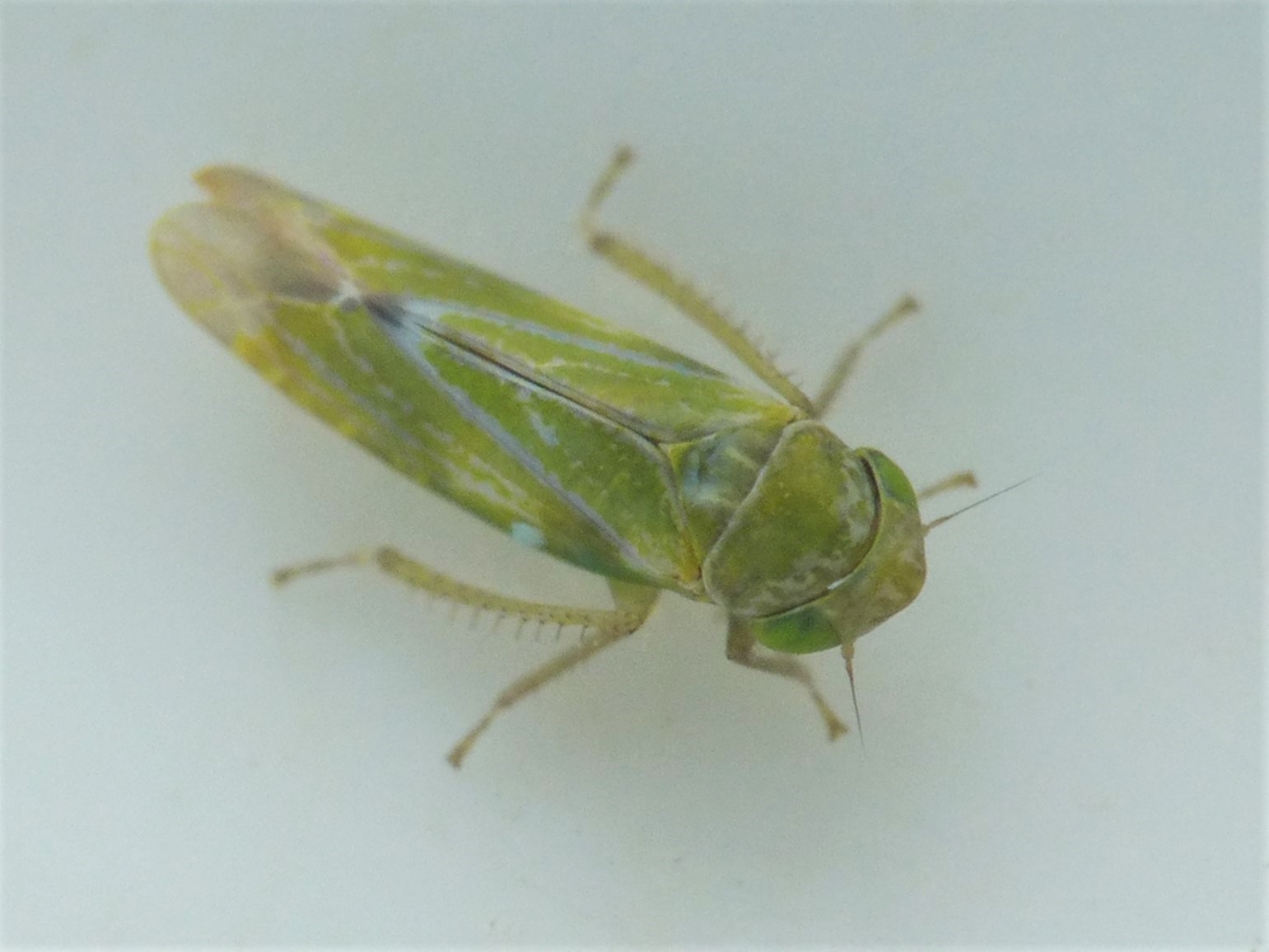 Liguropia juniperi (Liguropia juniperi)