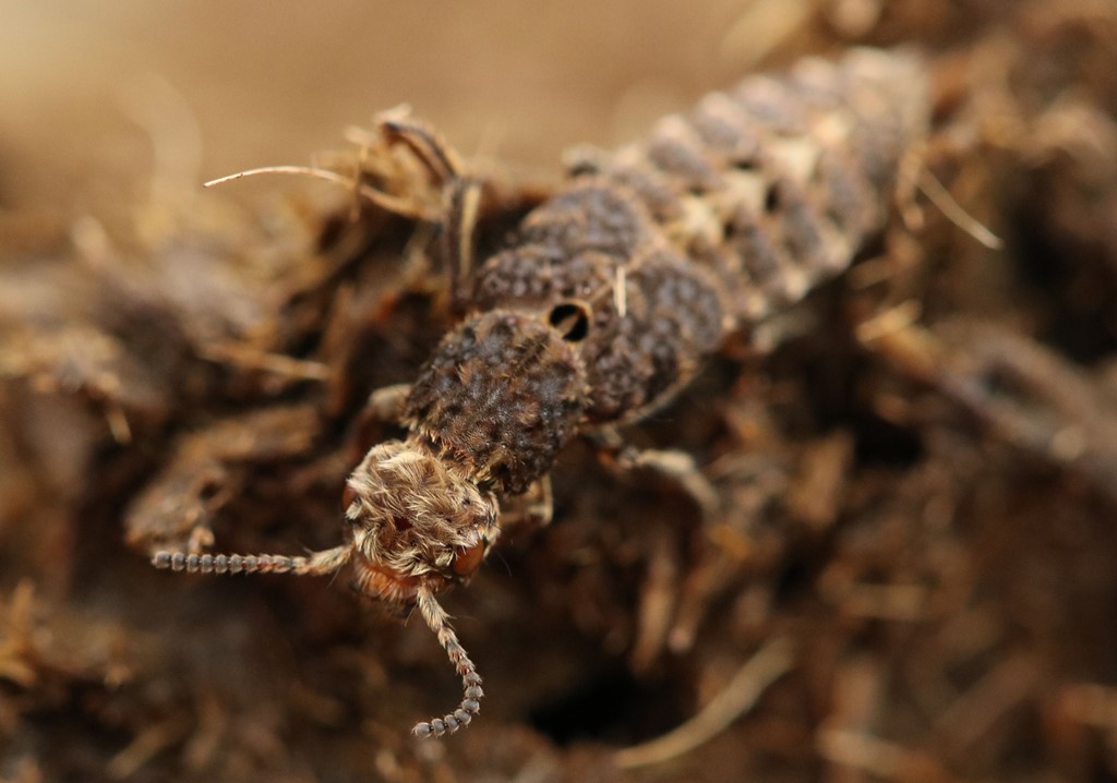 Gylden jagtrovbille (Dinothenarus pubescens)