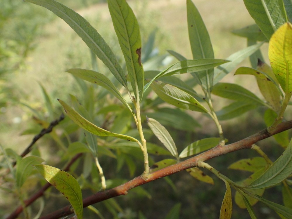 Øret x Bånd-Pil (Salix aurita x viminalis)