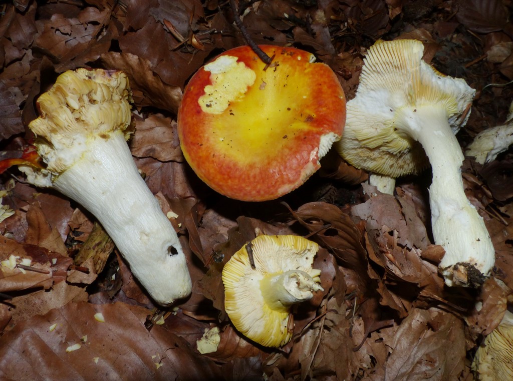 Gylden Skørhat (Russula aurea)