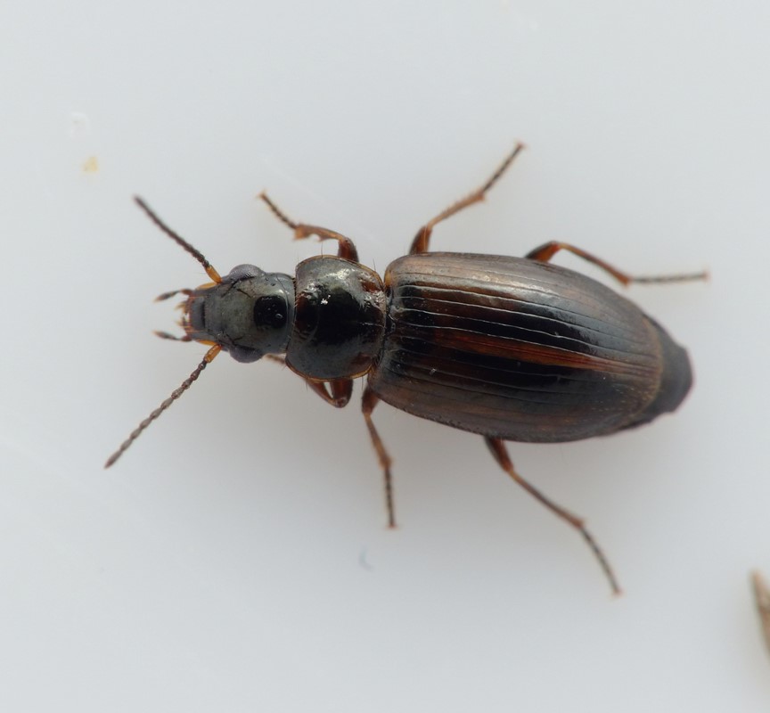 Hedemosevinterløber (Trichocellus cognatus)