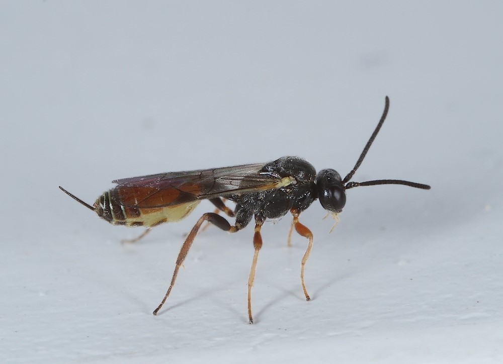 Orthopelma mediator (Orthopelma mediator)