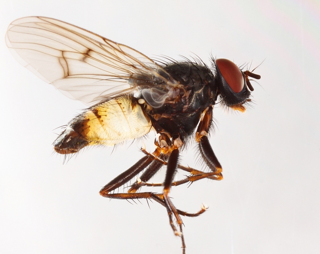 Phaonia cincta (Phaonia cincta)