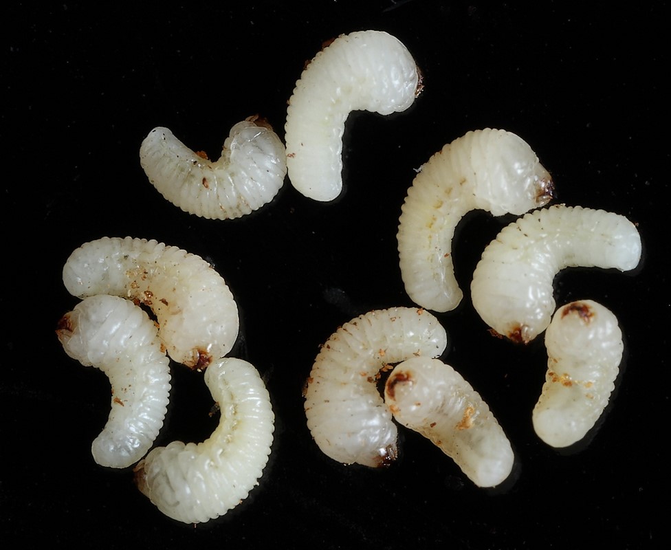 Phloeosinus thujae - Observation NB-2134876 - Naturbasen
