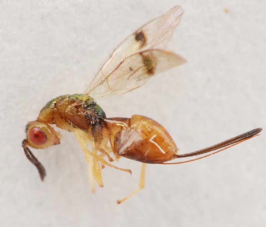 Bootanomyia dorsalis (Bootanomyia dorsalis)