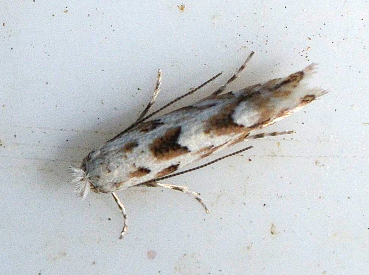 Phyllonorycter sagitella (Phyllonorycter sagitella)
