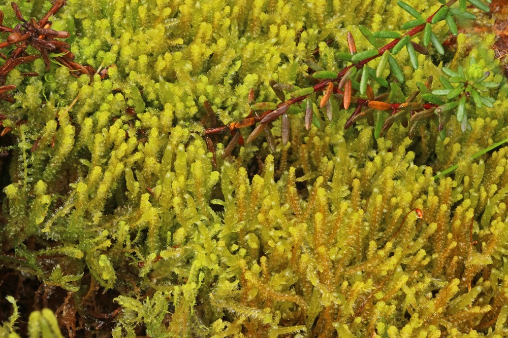 Spidsfliget Flerfligmos (Lophozia hatcheri)