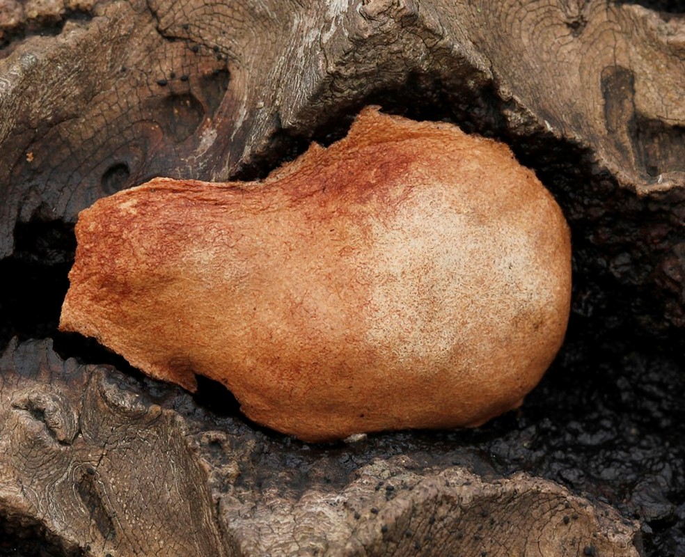 Fuligo leviderma (Fuligo leviderma)