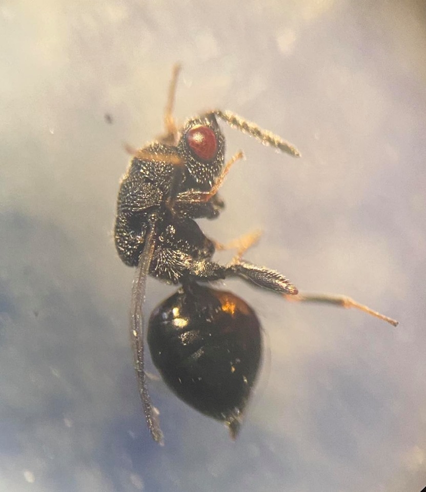 Eurytoma rosae (Eurytoma rosae)