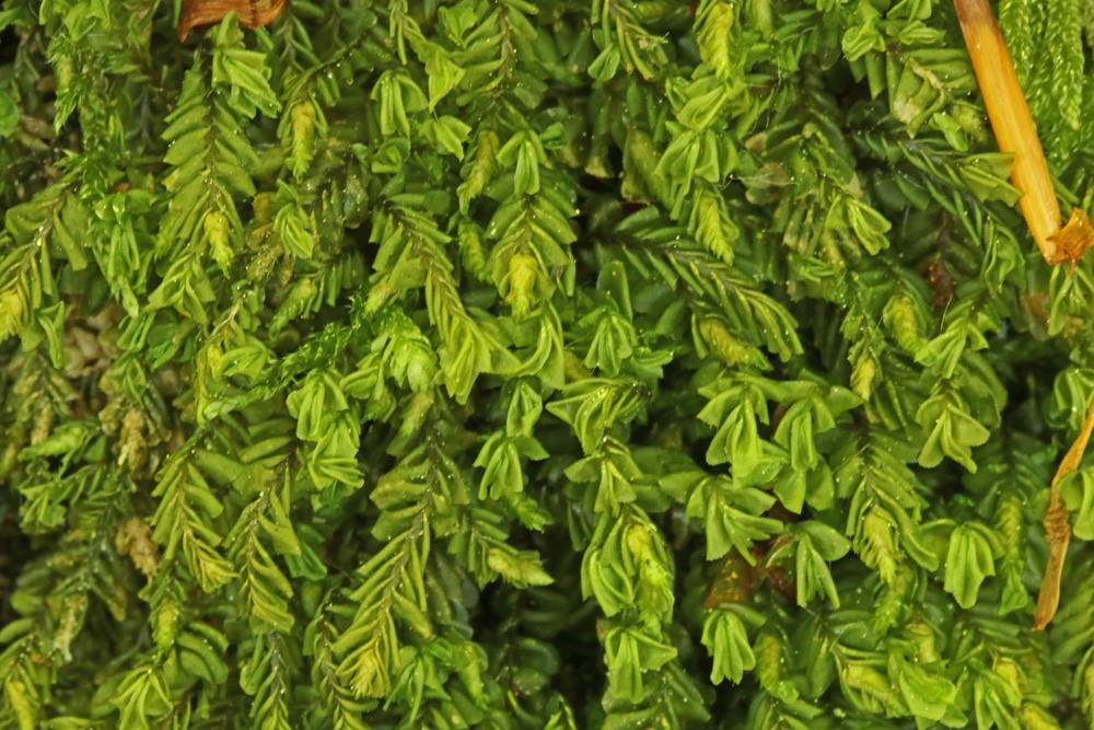 Liden Hindeblad (Plagiochila asplenioides ssp. porelloides)