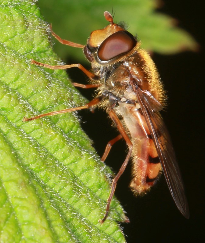 Sortmundet Glanssvirreflue (Epistrophe melanostoma)