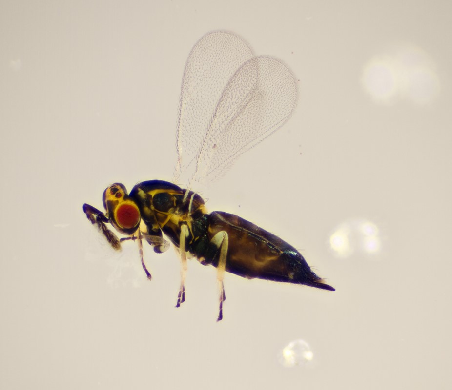 Aprostocetus epicharmus (Aprostocetus epicharmus)