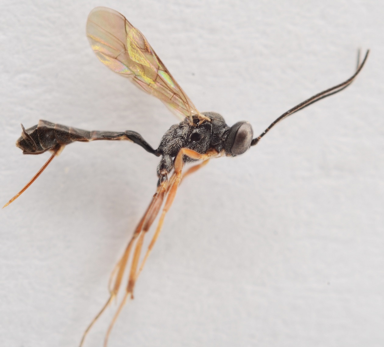 Cymodusa sp. (Cymodusa sp.)