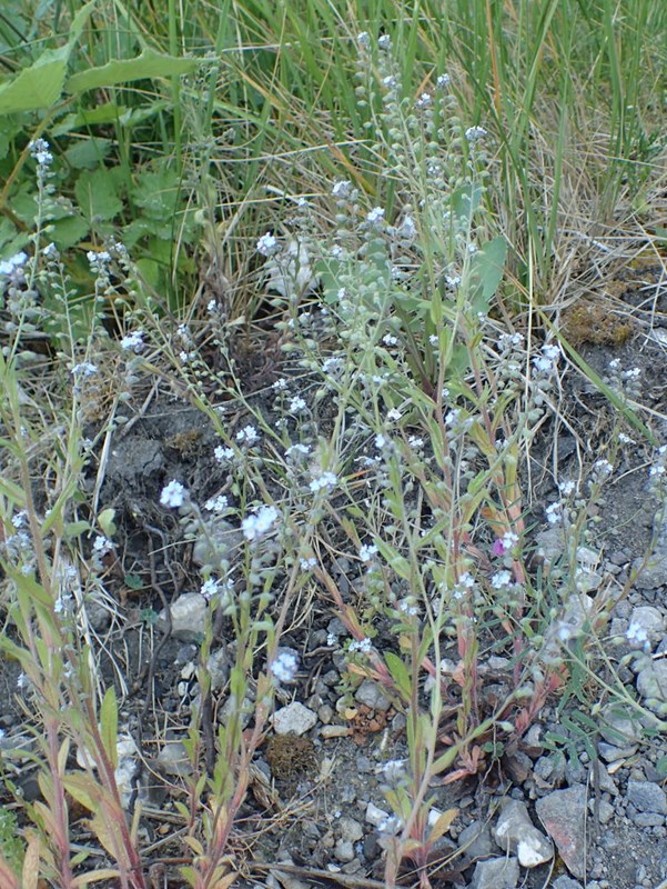 Myosotis arvensis ssp. arvensis (Myosotis arvensis ssp. arvensis)