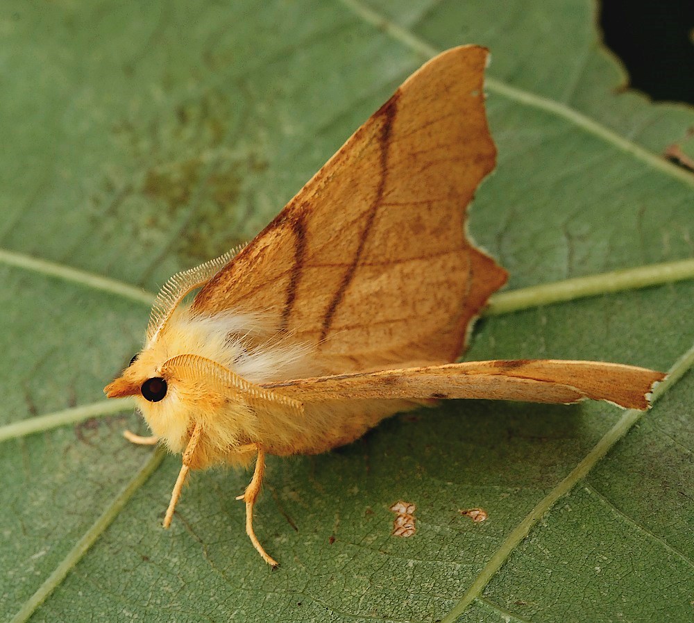 Ege-Tandmåler (Ennomos erosaria)