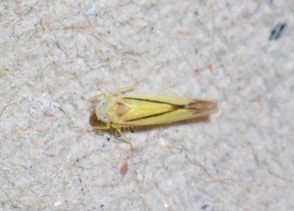 Edwardsiana geometrica (Edwardsiana geometrica)