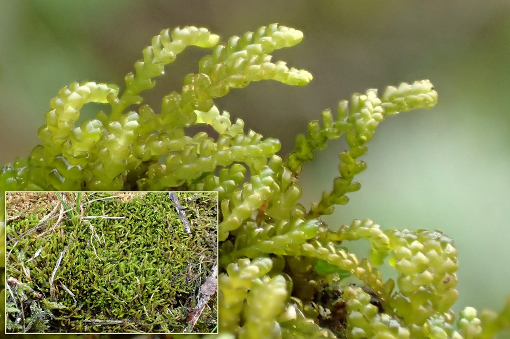 Liden Rendeblad (Anastrophyllum minutum)