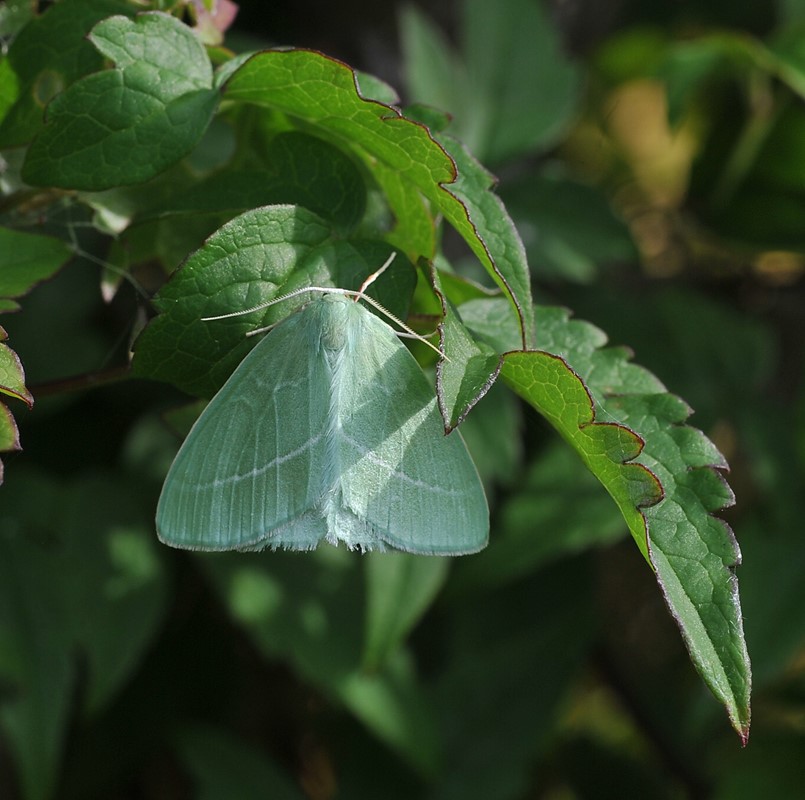 Klematisbladmåler (Hemistola chrysoprasaria)