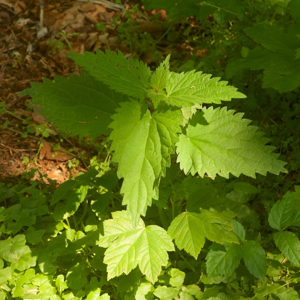 Stor Nælde (Urtica dioica)