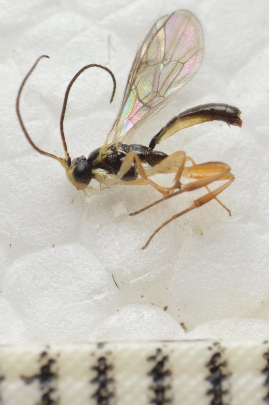 Picrostigeus recticauda (Picrostigeus recticauda)