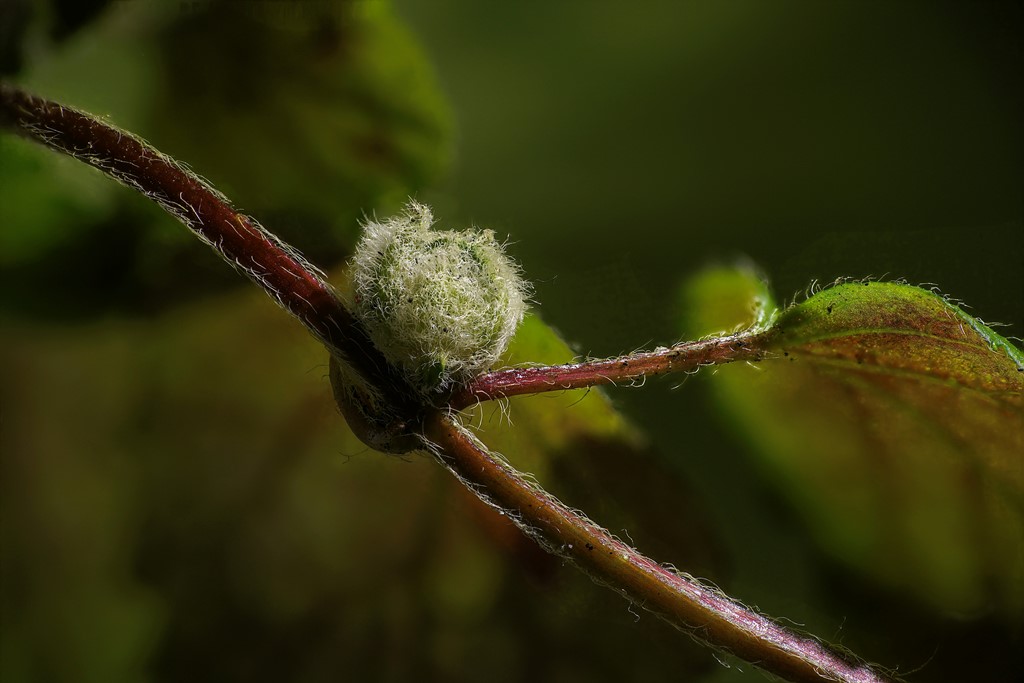 Dasineura strumosa (Dasineura strumosa)