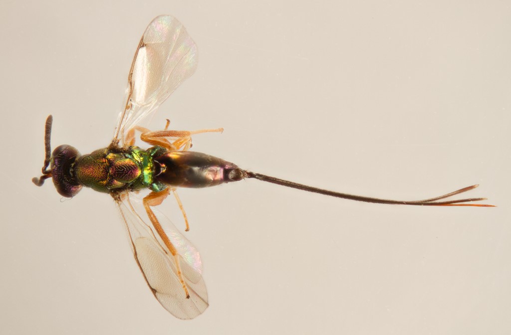 Torymus erucarum (Torymus erucarum)