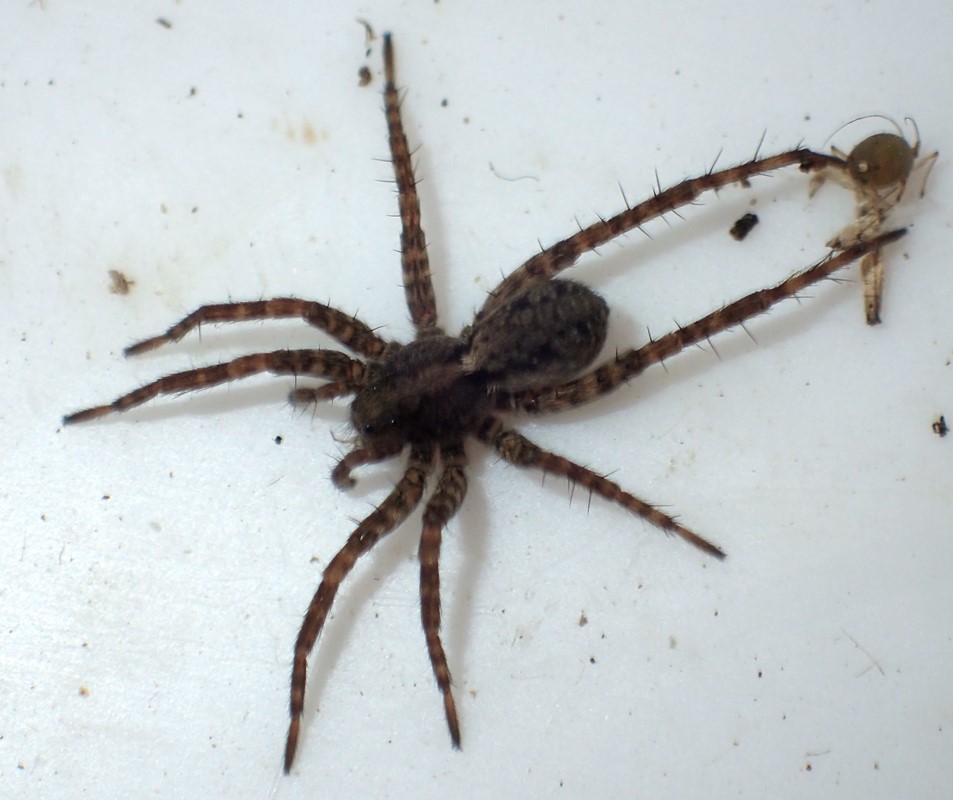 Engjæger (Pardosa amentata)