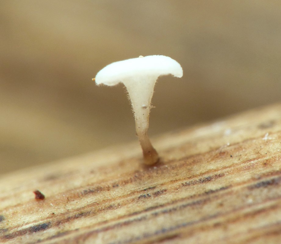 Typhula subhyalina (Typhula subhyalina)