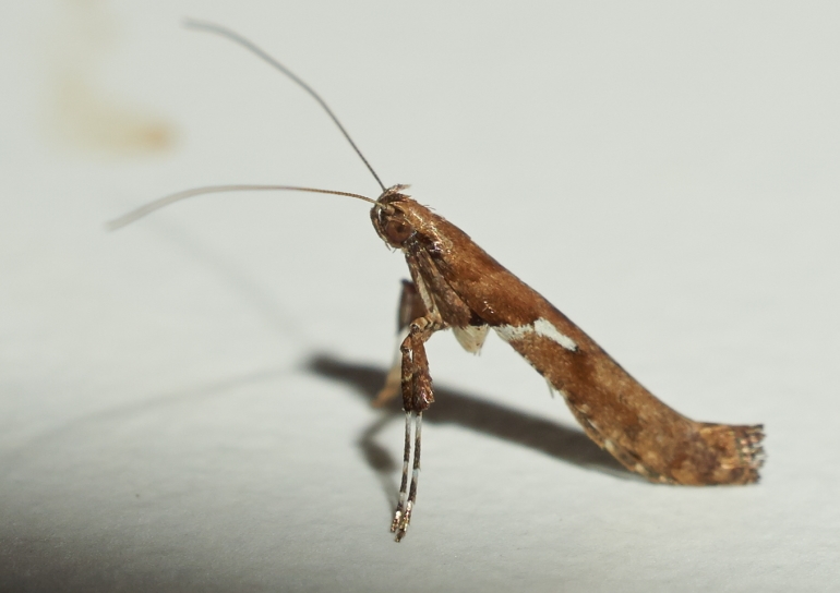 Caloptilia semifascia (Caloptilia semifascia)