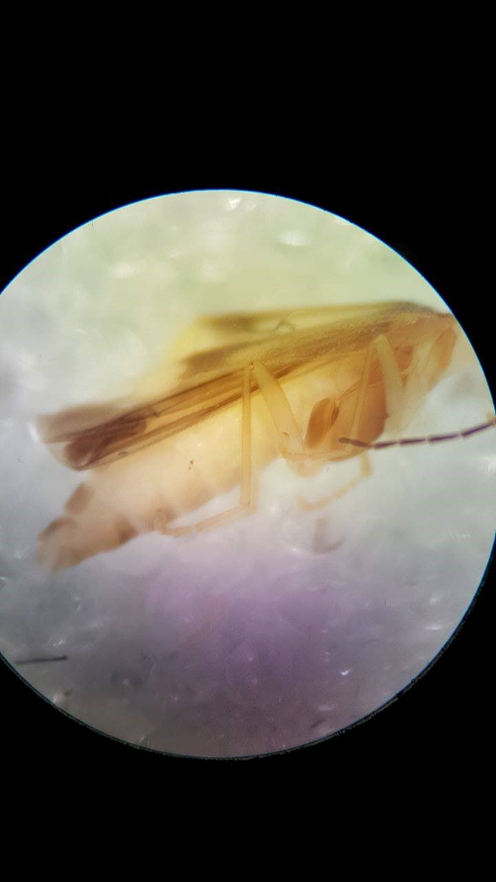 Malthinus facialis (Malthinus facialis)