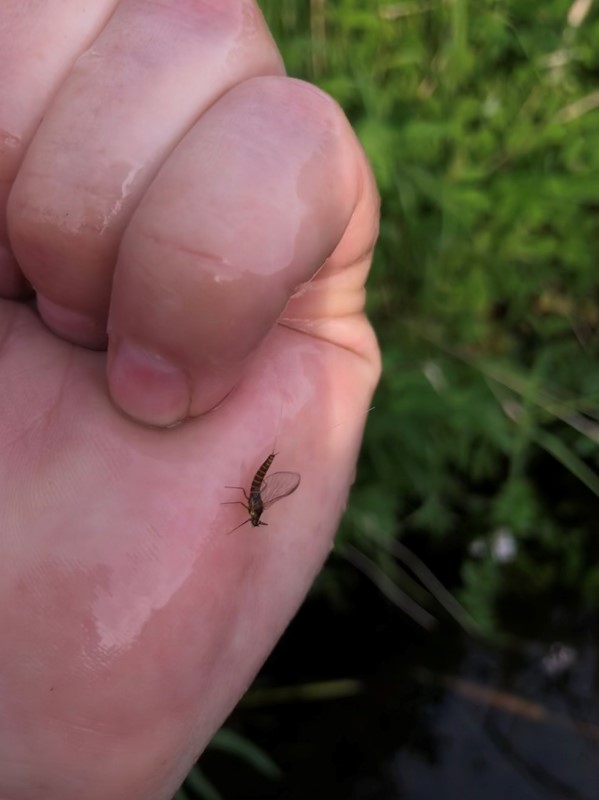 Åens fiskedøgnflue (Baetis vernus)