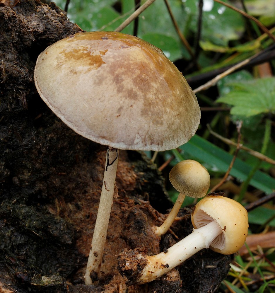 Deconica moelleri (Deconica moelleri)