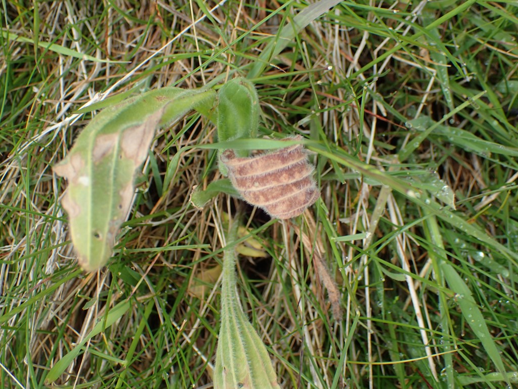 Peronospora alta (Peronospora alta)