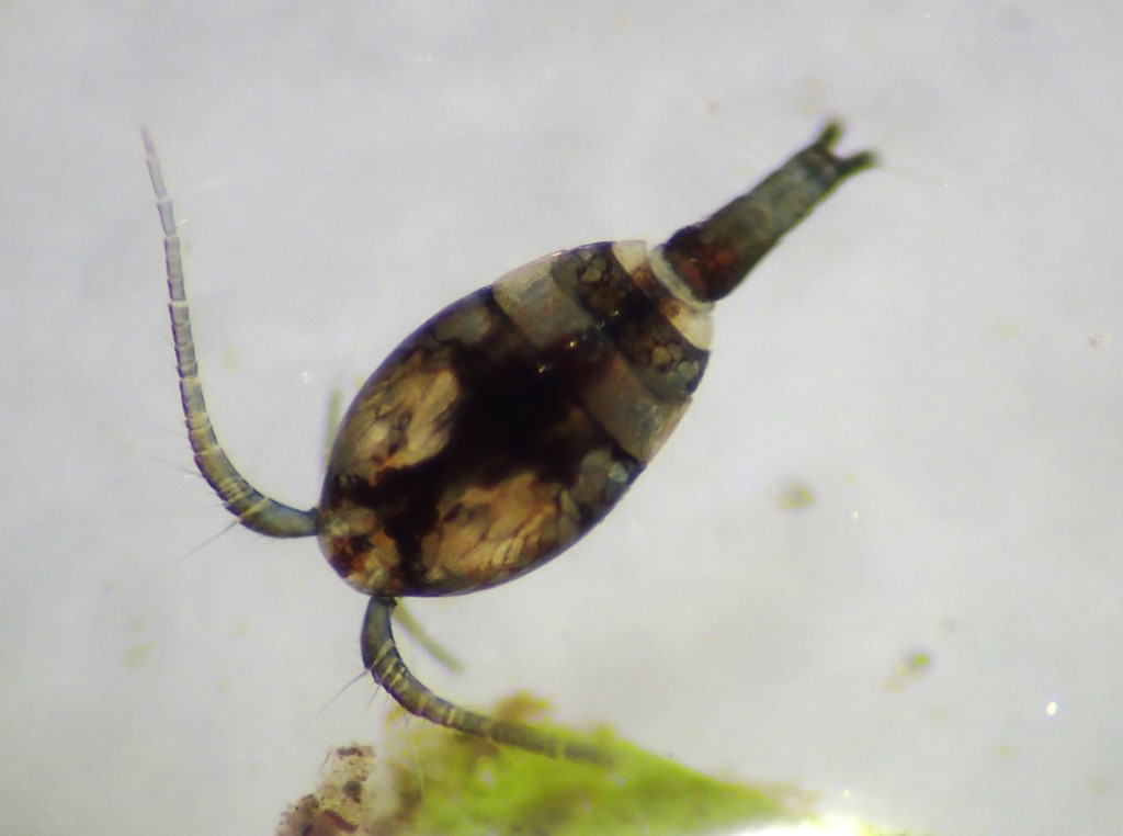 Diaptomidae ubest. (Diaptomidae)