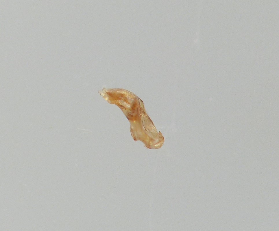 Atheta triangulum (Atheta triangulum)