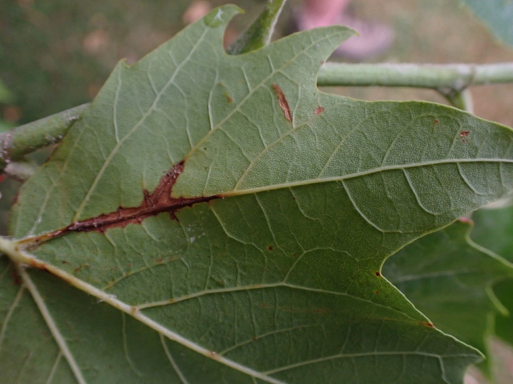 Platansyge (Apiognomonia veneta)