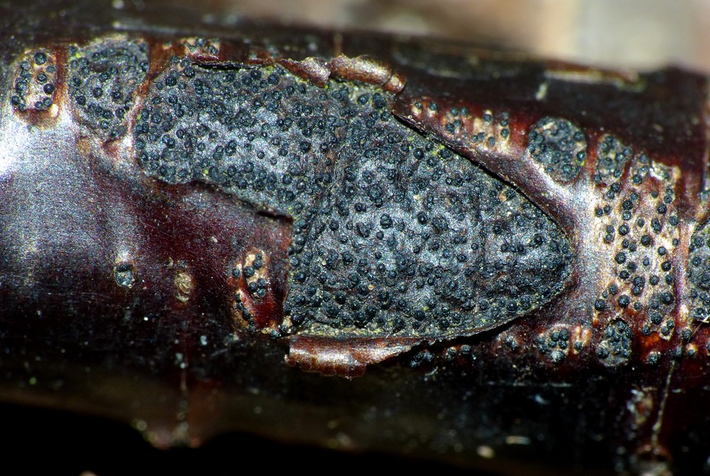 Eutypa lata (Eutypa lata) Naturbasen