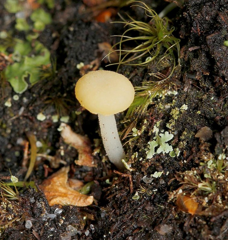 Thallus-Lavhat (Lichenomphalia hudsoniana)