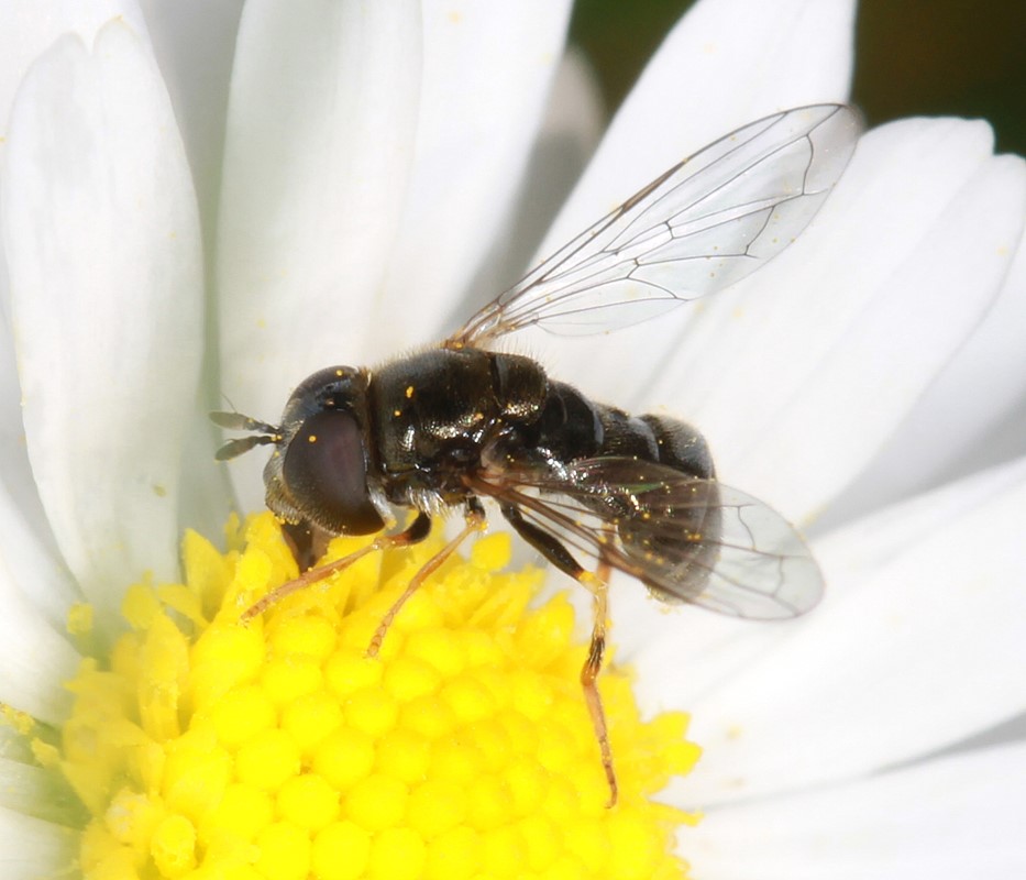 Klit-Maskesvirreflue (Paragus tibialis)