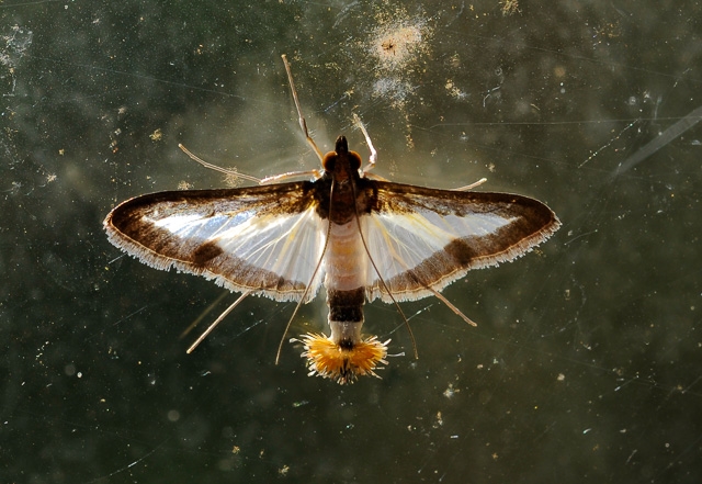 Agurkemøl (Diaphania indica)