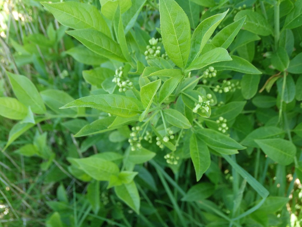 Benved (Euonymus europaeus)