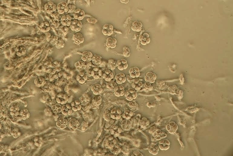 Riessia semiophora (Riessia semiophora)