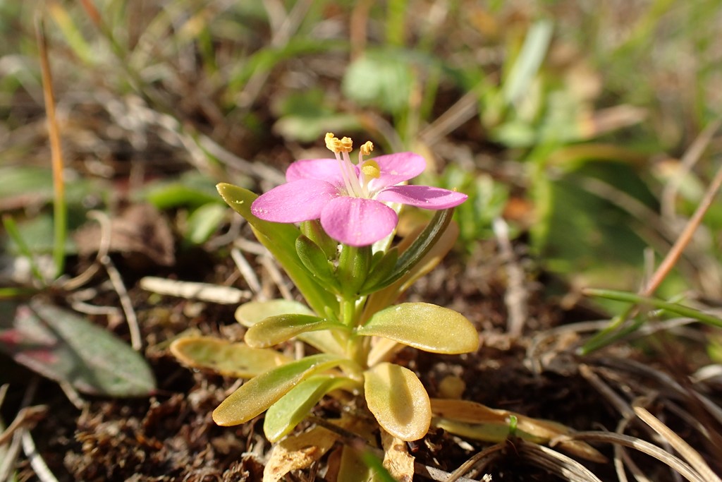 Nøgleblomstret Tusindgylden (Centaurium littorale var. glomeratum)