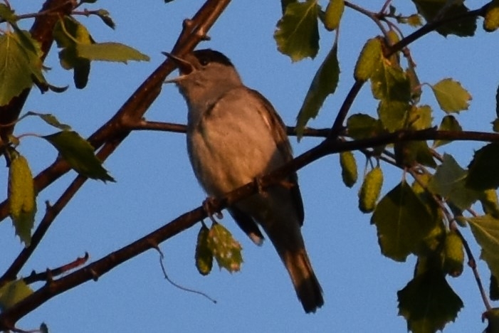 Munk (Sylvia atricapilla)